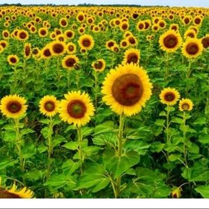 Meet your Posher, Cassie